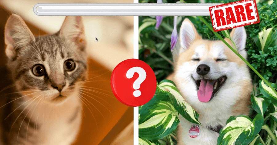 How Rare Is Your Petโs Name?